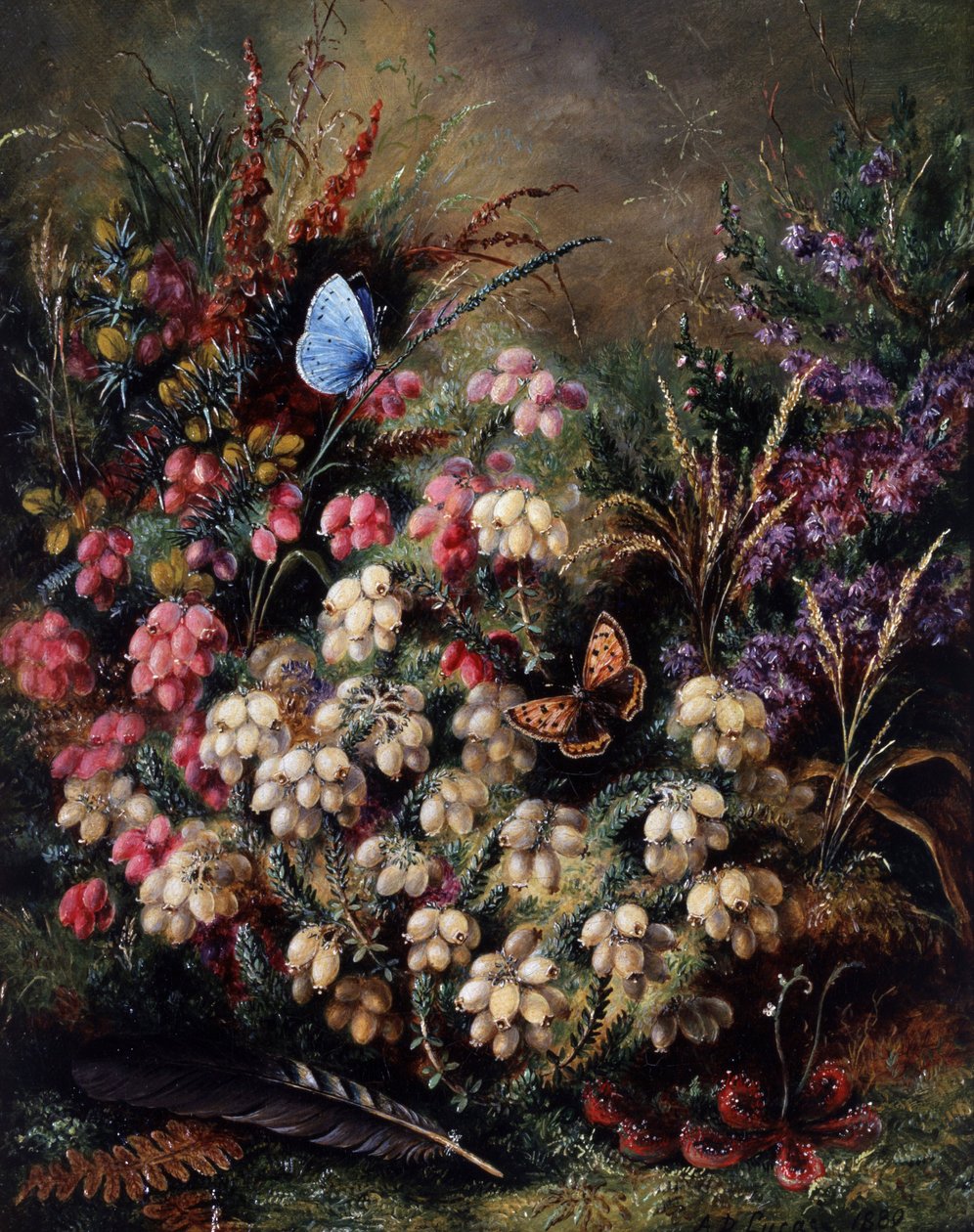 Pillangó a pusztán alkotó: Albert Durer Lucas