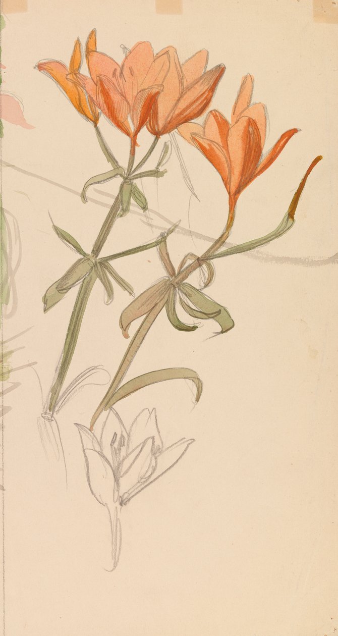 Orange Lilien alkotó: Albert Edelfelt