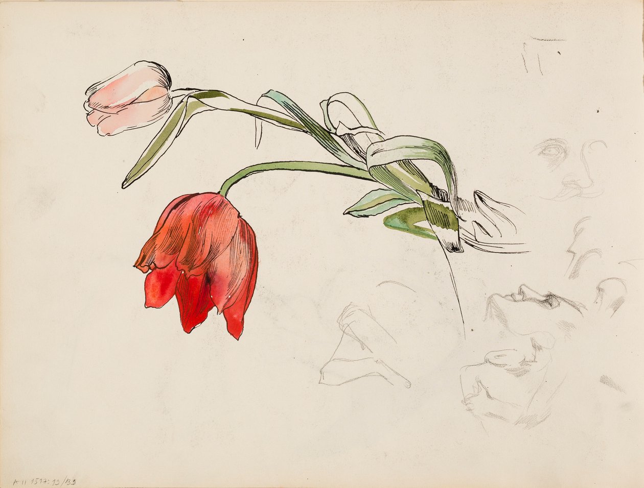 Tulipánok, arckép kutatási papírok alkotó: Albert Edelfelt