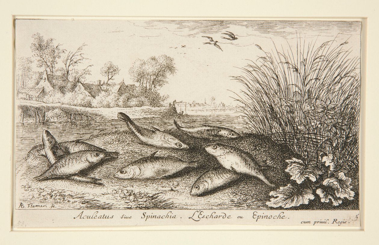 Aculeatus vagy Spinachia. L alkotó: Albert Flamen