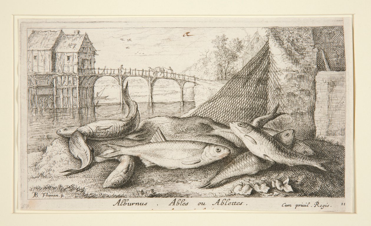 Alburnus. Képesek vagy Képesek alkotó: Albert Flamen