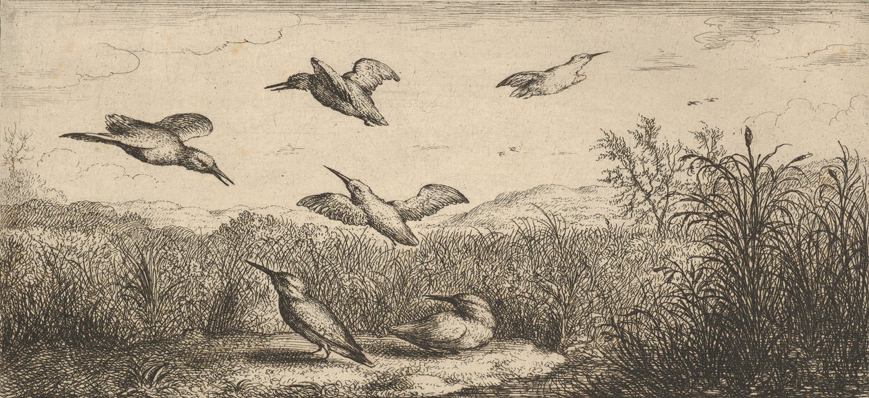 Alcedo, Martin-pescheur The Kingfisher: Livre d