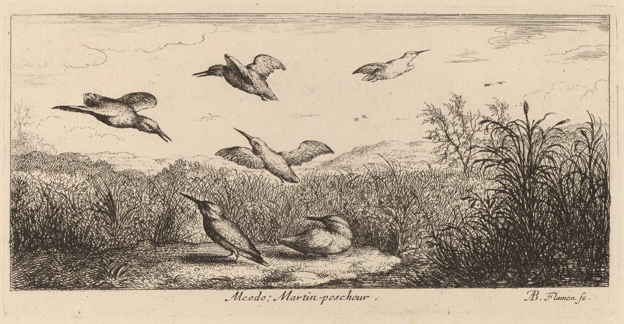 Alcedo, A jégmadár alkotó: Albert Flamen
