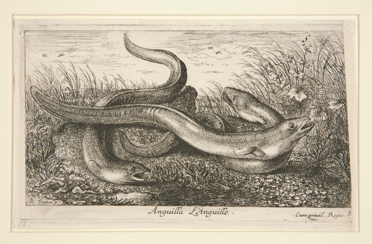 Anguilla. L alkotó: Albert Flamen