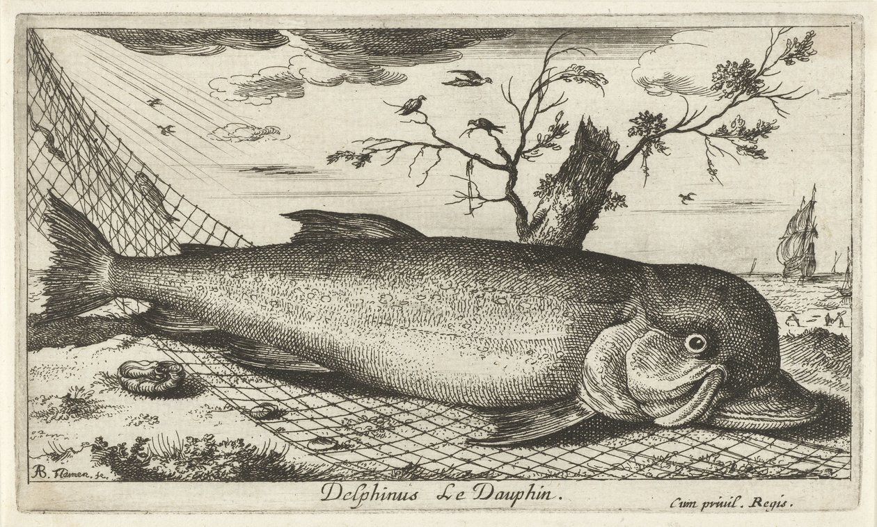 Delfin a halászhálóban Delphinus Le Dauphin. (cím a tárgyon) Halak és egyéb tengeri élőlények – Sósvízi harmadik sorozat (sorozat címe) Poissons de mer (sorozat címe) alkotó: Albert Flamen