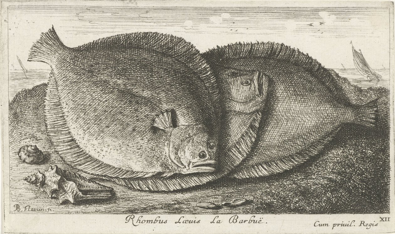 Három csaj a parton Rhombus Laeuis La Barbuë (cím a tárgyon) Halak és más tengeri lények – sósvízi harmadik sorozat (sorozat címe) Poissons de mer (sorozat címe) alkotó: Albert Flamen