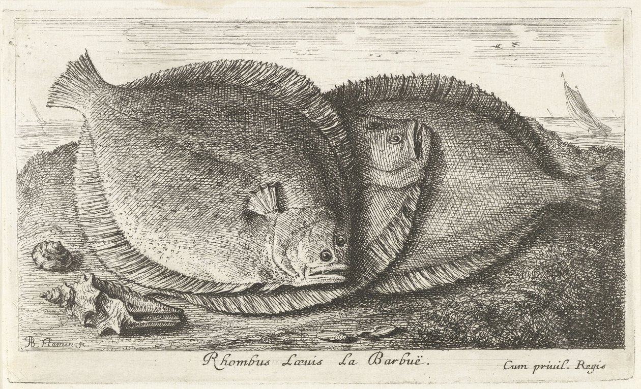 Három csaj a parton Rhombus Laeuis La Barbuë (cím a tárgyon) Halak és más tengeri élőlények – sósvízi harmadik sorozat (sorozat címe) Poissons de mer (sorozat címe) alkotó: Albert Flamen