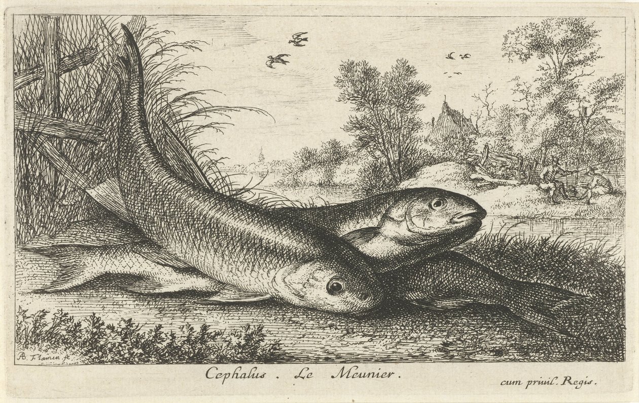 Három domolykó a folyóparton cephalus. Le Meunier. (cím a tárgyon) Halak és más tengeri lények – édesvízi első sorozat (sorozat címe) Diverse Especes de Poissons d