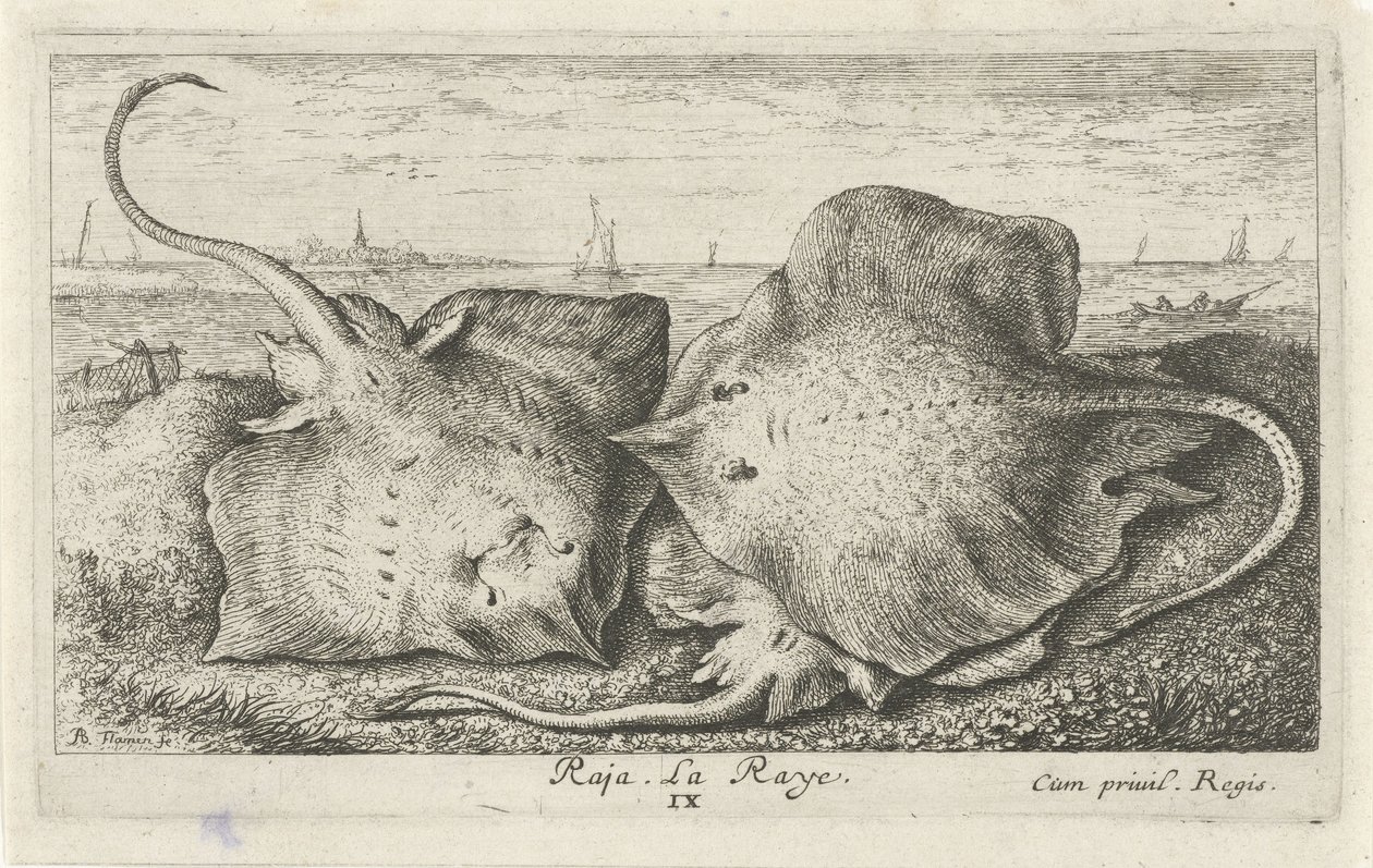 Három sugár a tengerparton rája. La Raye. (cím a tárgyon) Halak és más tengeri élőlények – sósvízi második sorozat (sorozat címe) Poissons de mer (sorozat címe) alkotó: Albert Flamen