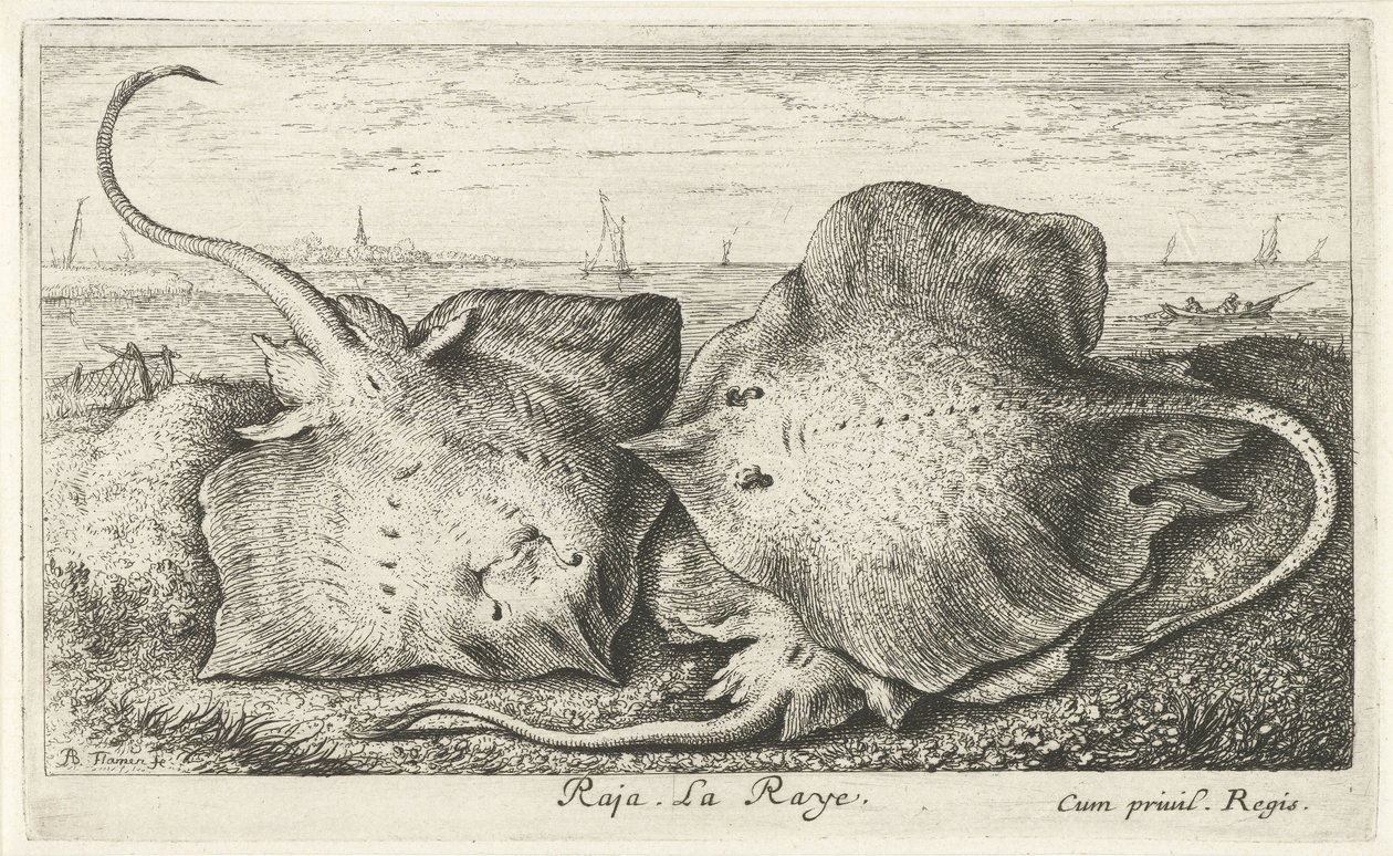 Drie roggen op het strand Raja. La Raye. (title on object) Vissen en andere zeedieren - zoutwater tweede reeks (series title) Poissons de mer (series title)   1373530   hu       hungarian Successfully Translated  Original: Geseling van Christus Val en de v alkotó: Albert Flamen