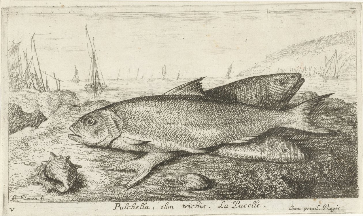 Három hal a parton Pulchella, olim trichis. La Pucelle. (cím a tárgyon) Halak és más tengeri élőlények – sósvízi első sorozat (sorozat címe) Diverse Especes de Poissons de mer (sorozat címe) alkotó: Albert Flamen