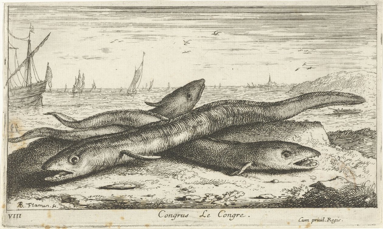 Három tengeri angolna a tengerparton Kongresszus Le Congress. (cím a tárgyon) Halak és más tengeri élőlények – sósvízi első sorozat (sorozat címe) Diverse Especes de Poissons de mer (sorozat címe) alkotó: Albert Flamen