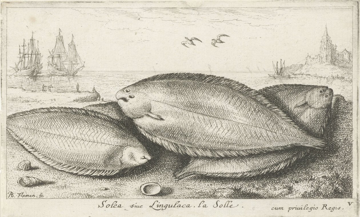 Három talp a parton Solea siue Lingulaca. La Sole. (cím a tételen) Halak és egyéb tengeri élőlények – Sósvízi harmadik sorozat (sorozat címe) Poissons de mer (sorozat címe) alkotó: Albert Flamen