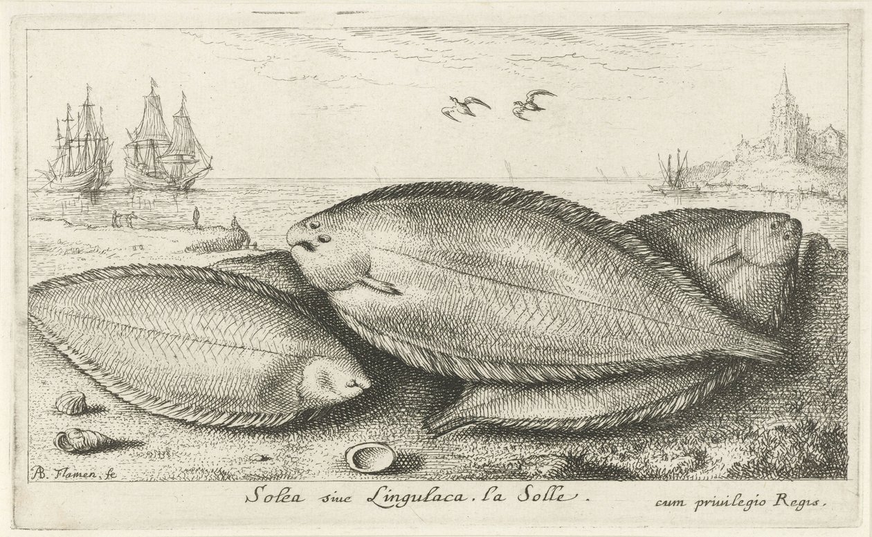 Három talp a parton Solea siue Lingulaca. La Solle. (cím a tárgyon) Halak és más tengeri lények – sósvízi harmadik sorozat (sorozat címe) Poissons de mer (sorozat címe) alkotó: Albert Flamen