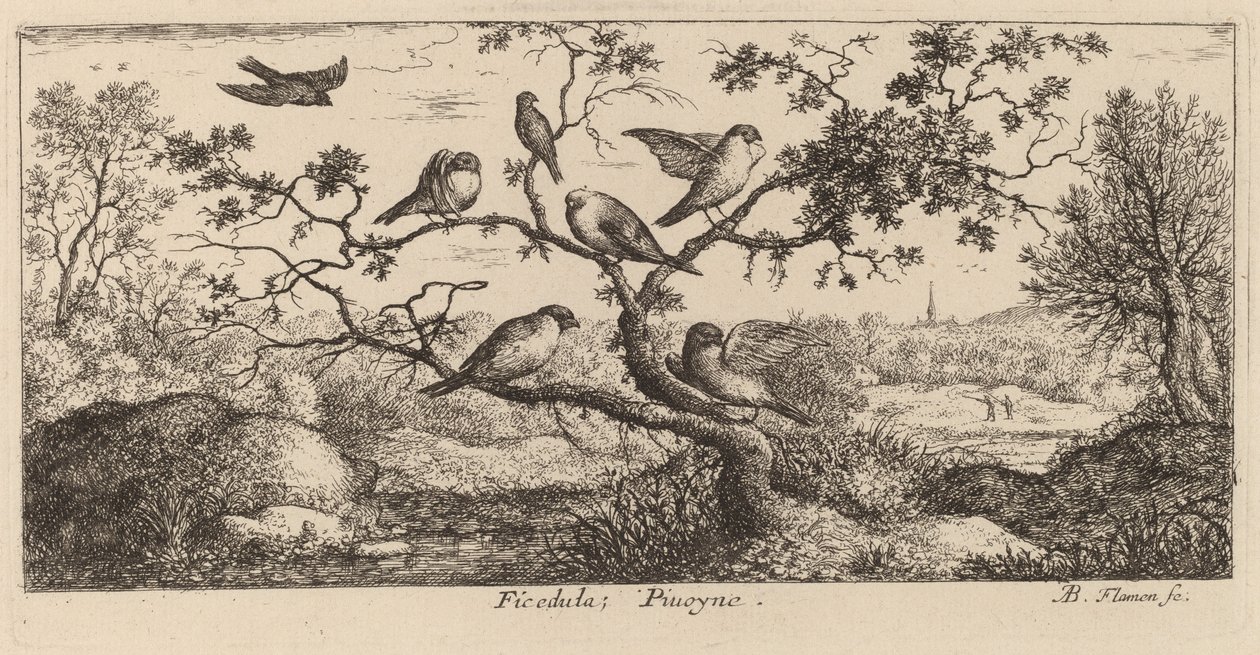 Ficedula, A süvöltő alkotó: Albert Flamen
