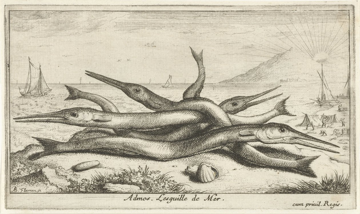 A tengerparton rögzítve Admos. Lesguille de Mer. (cím a tárgyon) Halak és más tengeri élőlények – sósvízi harmadik sorozat (sorozat címe) Poissons de mer (sorozat címe) alkotó: Albert Flamen