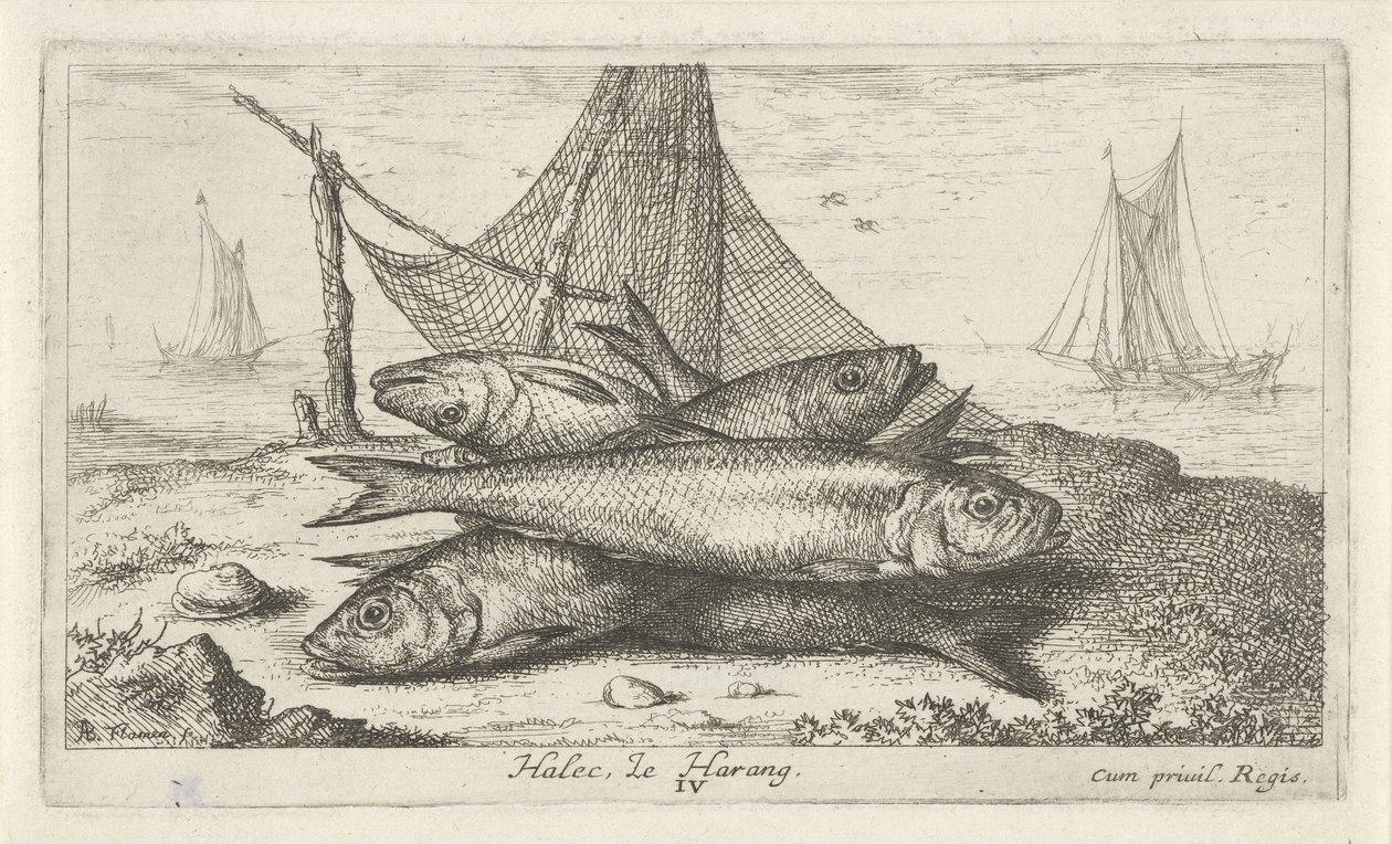 Hering halászhálóban Halec, Le Harang. (cím a tárgyon) Halak és más tengeri élőlények – sósvízi második sorozat (sorozat címe) Poissons de mer (sorozat címe) alkotó: Albert Flamen