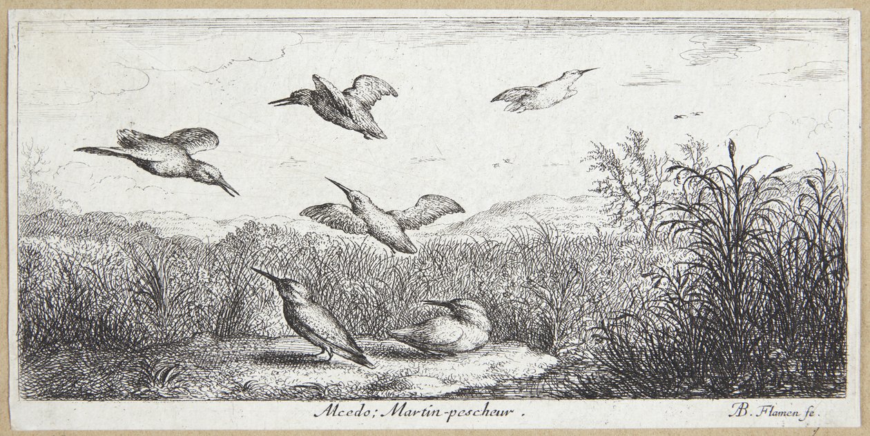 A jégmadár (Alcedo) alkotó: Albert Flamen