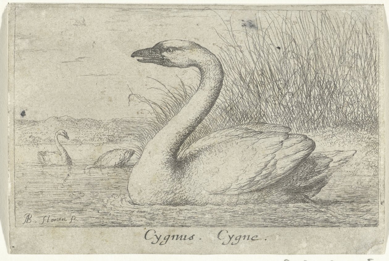 Táj hattyúval Cygnus. Cygne. (cím a tételen) Tizenhárom madárfaj (sorozat címe) Diuersae Auium Specie (sorozat címe) alkotó: Albert Flamen