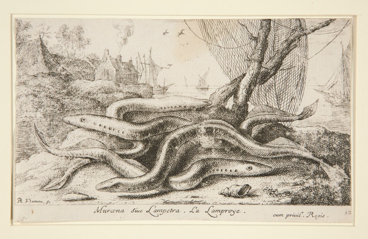 Muraena vagy Lampetra. La Lamproye alkotó: Albert Flamen
