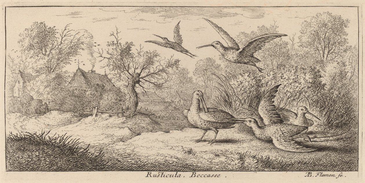 Rusticula, The Woodcock alkotó: Albert Flamen