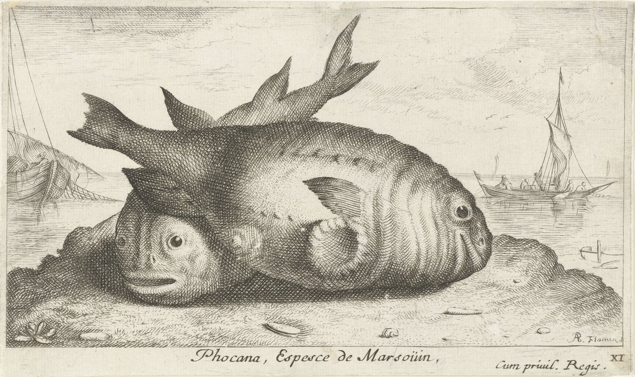 Két delfin a tengerparton Phoca Na, Espèce de Marsoüin, (cím a tárgyon) Halak és más tengeri élőlények – sósvízi harmadik sorozat (sorozat címe) Poissons de mer (sorozat címe) alkotó: Albert Flamen