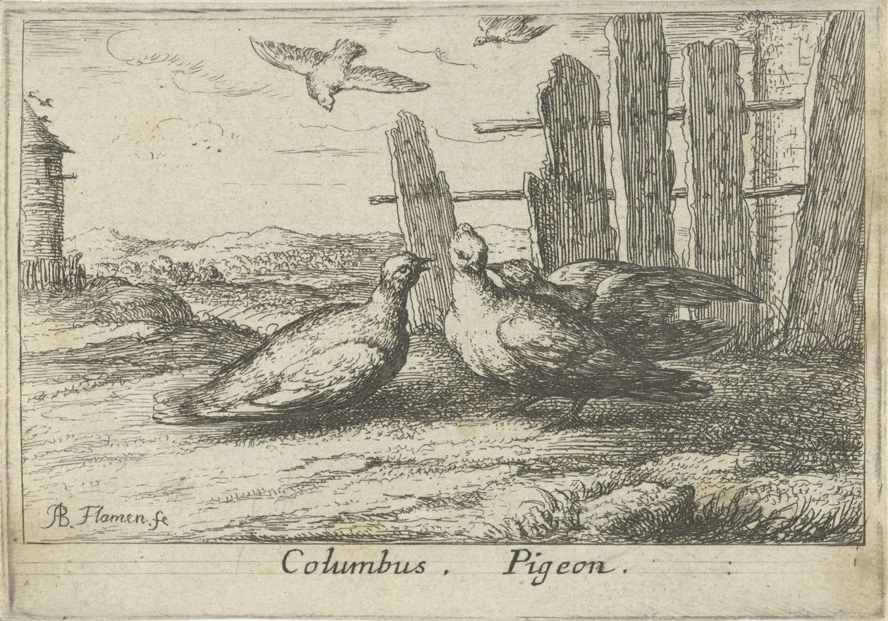 Két galamb a kerítésnél Kolumbusz. Galamb. (cím a tételen) Tizenhárom madárfaj (sorozat címe) Diuersae Auium Specie (sorozat címe) alkotó: Albert Flamen