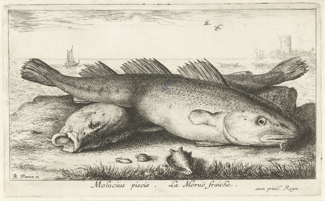 Két tőkehal a parton Molucius piscis. Le Morue fraiche. (cím a tárgyon) Halak és más tengeri élőlények – sósvízi második sorozat (sorozat címe) Poissons de mer (sorozat címe) alkotó: Albert Flamen