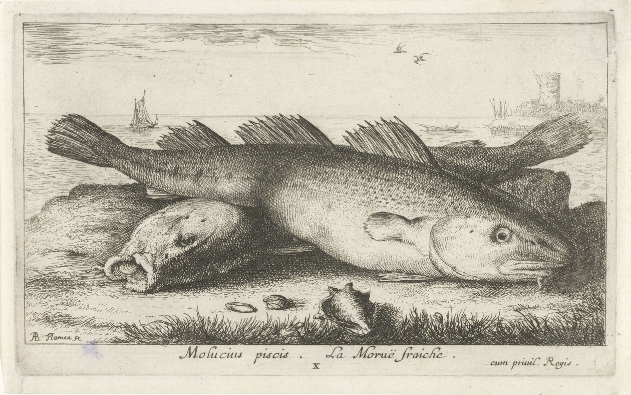 Két tőkehal a parton Molucius piscis. Le Morue Fraiche. (cím a tárgyon) Halak és más tengeri élőlények – sósvízi második sorozat (sorozat címe) Poissons de mer (sorozat címe) alkotó: Albert Flamen