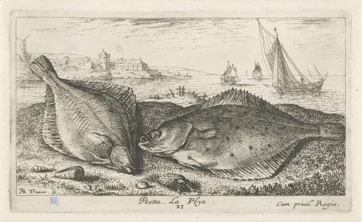 Két lepényhal a tengerparton Psetta. La Plye. (cím a tételen) Halak és más tengeri élőlények – sósvízi második sorozat (sorozat címe) Poissons de mer (sorozat címe) alkotó: Albert Flamen