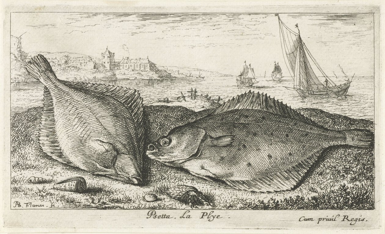 Két lepényhal a tengerparton psetta. La Plye. (cím a tárgyon) Halak és más tengeri élőlények – sósvízi második sorozat (sorozat címe) Poissons de mer (sorozat címe) alkotó: Albert Flamen