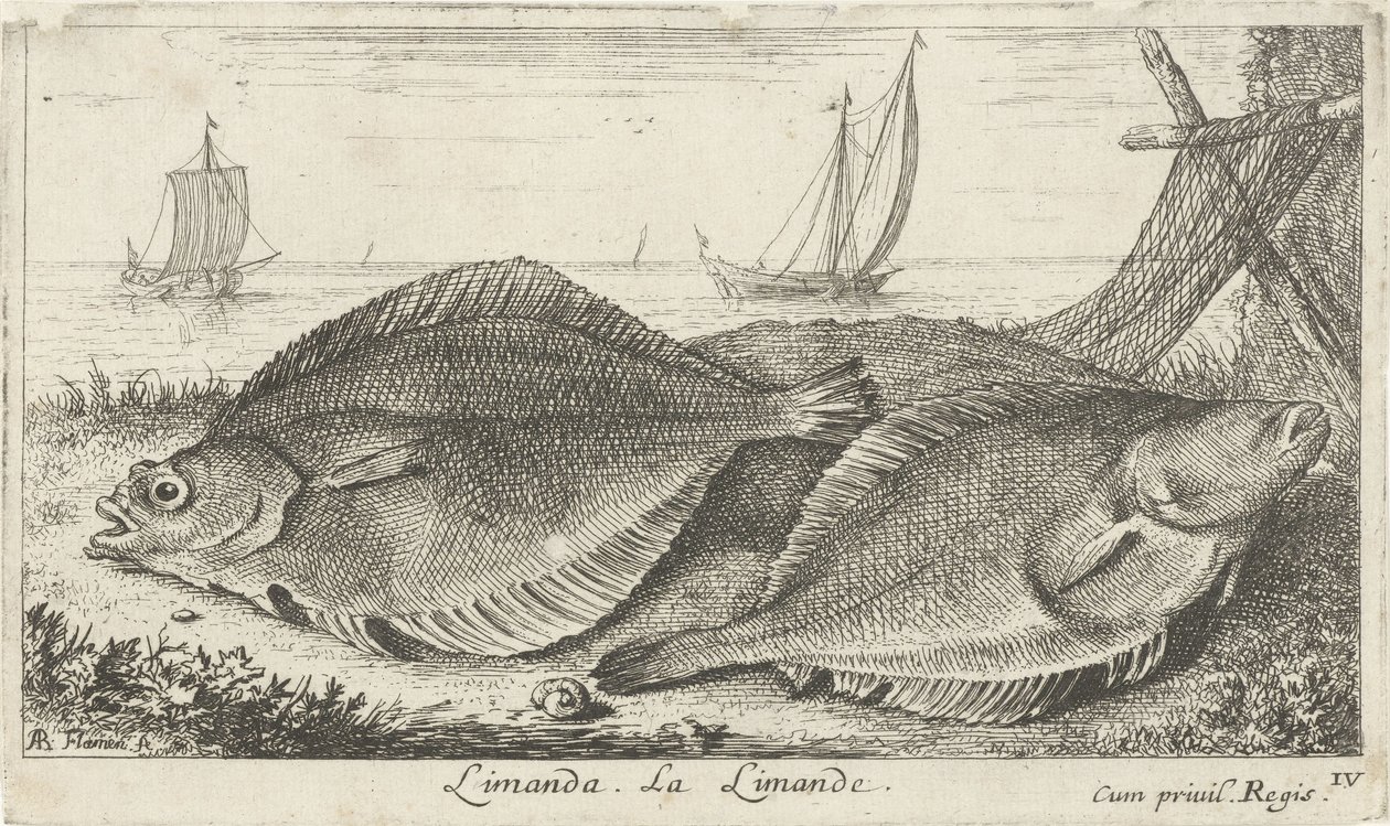 Két fürdő a tengerparton limanda. La Limande. (cím a tárgyon) Halak és más tengeri élőlények – sósvízi harmadik sorozat (sorozat címe) Poissons de mer (sorozat címe) alkotó: Albert Flamen