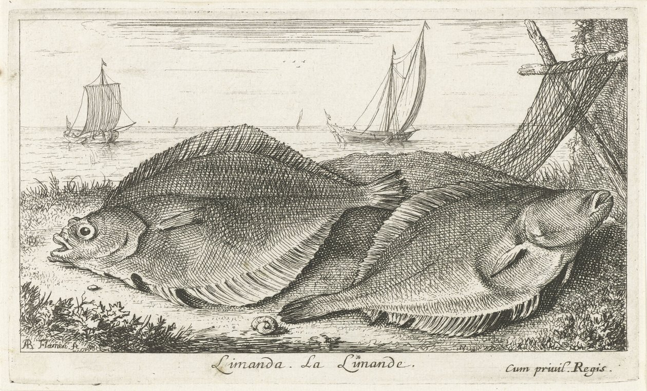 Két fürdő a tengerparton Limanda. LaLimande. (cím a tárgyon) Halak és egyéb tengeri élőlények – Sósvízi harmadik sorozat (sorozat címe) Poissons de mer (sorozat címe) alkotó: Albert Flamen