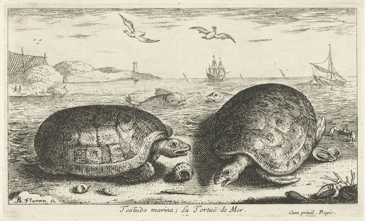 Két teknős a tengerparton testudo marina; La Tortuë de Mer (cím a tárgyon) Halak és más tengeri élőlények – sósvízi második sorozat (sorozat címe) Poissons de mer (sorozat címe) alkotó: Albert Flamen