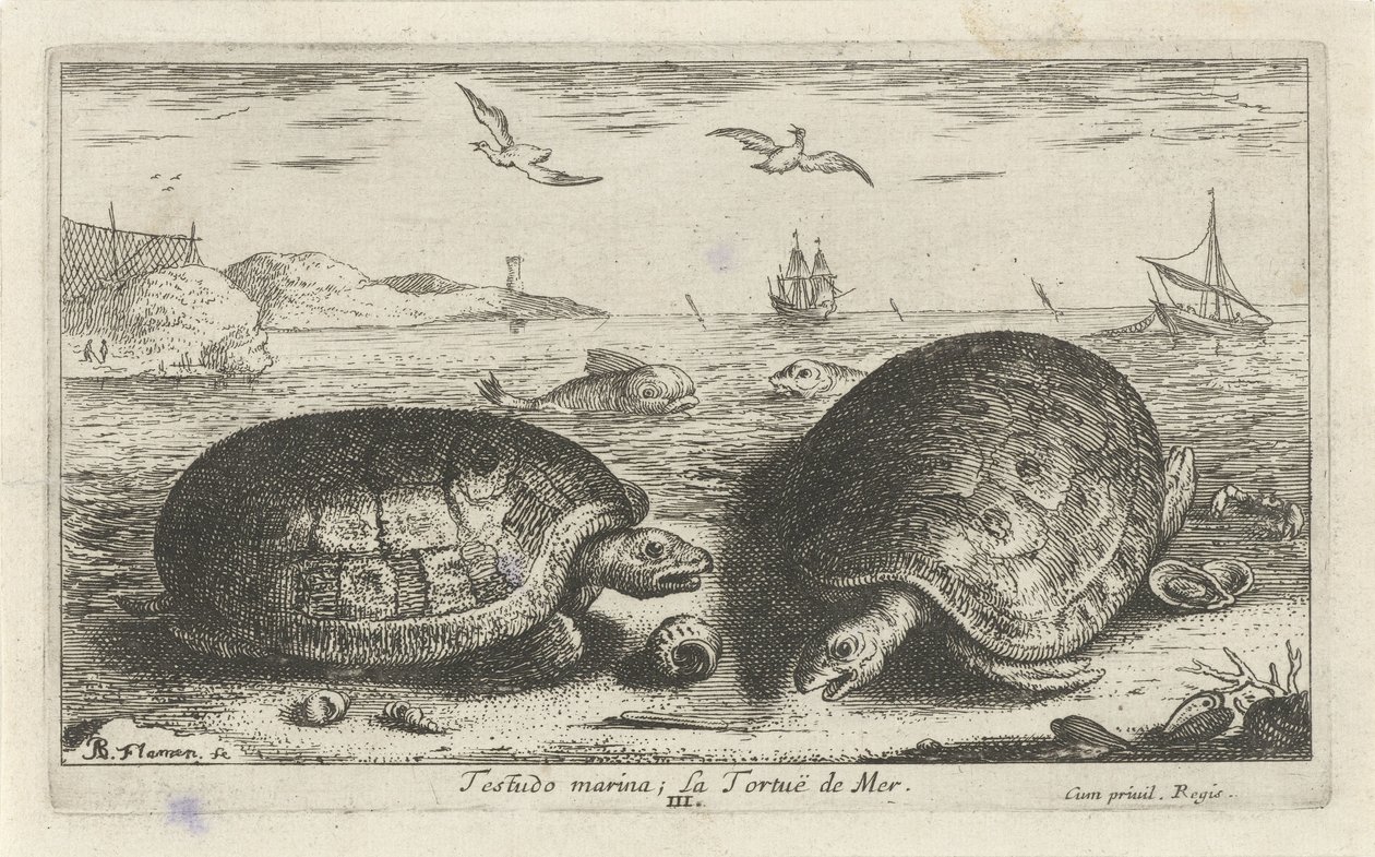 Két teknős a tengerparton Testudo marina; La Tortuë de Mer (cím a tárgyon) Halak és más tengeri élőlények – sósvízi második sorozat (sorozat címe) Poissons de mer (sorozat címe) alkotó: Albert Flamen