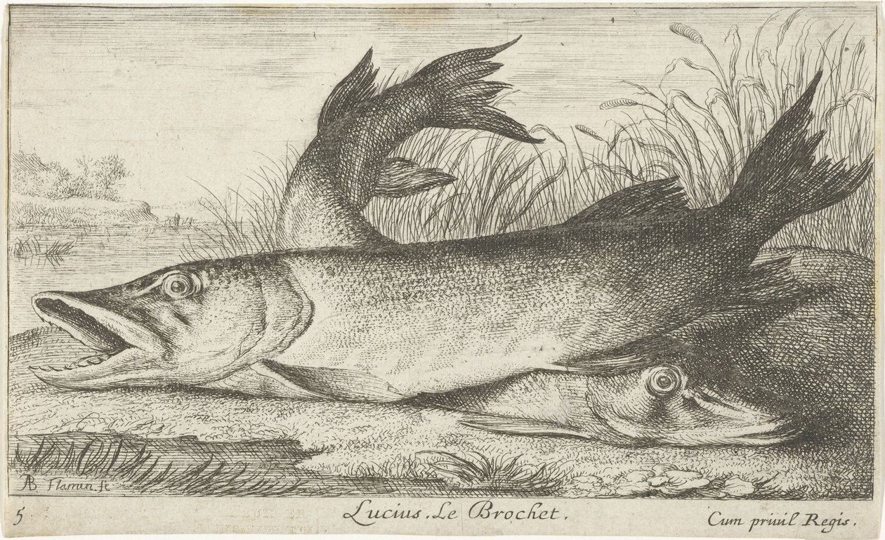 Két csuka a folyóparton Lucius. Le Brochet. (cím a tárgyon) Halak és más tengeri lények – édesvízi első sorozat (sorozat címe) Diverse Especes de Poissons d