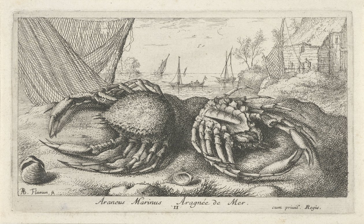 Két pókrák halászháló közelében Araneus Marinus Aragnée de Mer (cím a tárgyon) Halak és más tengeri élőlények – sósvízi második sorozat (sorozat címe) Poissons de mer (sorozat címe) alkotó: Albert Flamen
