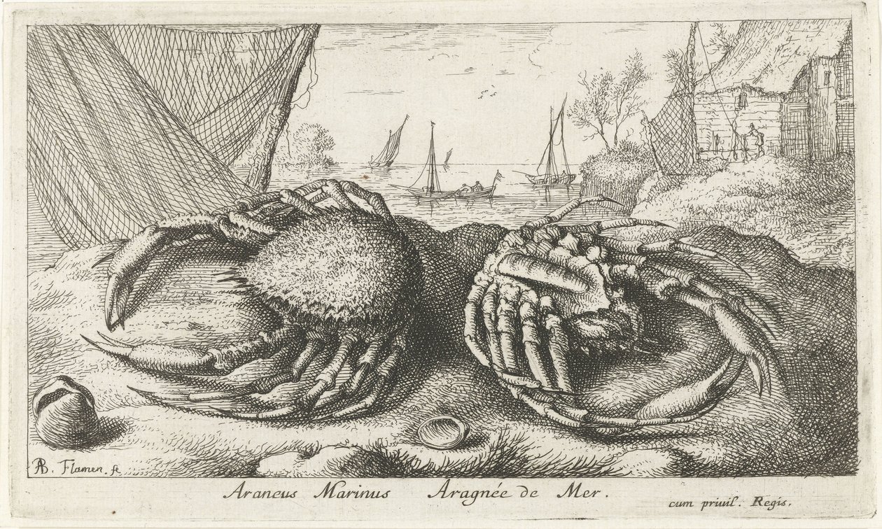 Két pókrák halászháló közelében Araneus Marinus Aragnée de Mer (cím a tárgyon) Halak és más tengeri élőlények – sósvízi második sorozat (sorozat címe) Poissons de mer (sorozat címe) alkotó: Albert Flamen