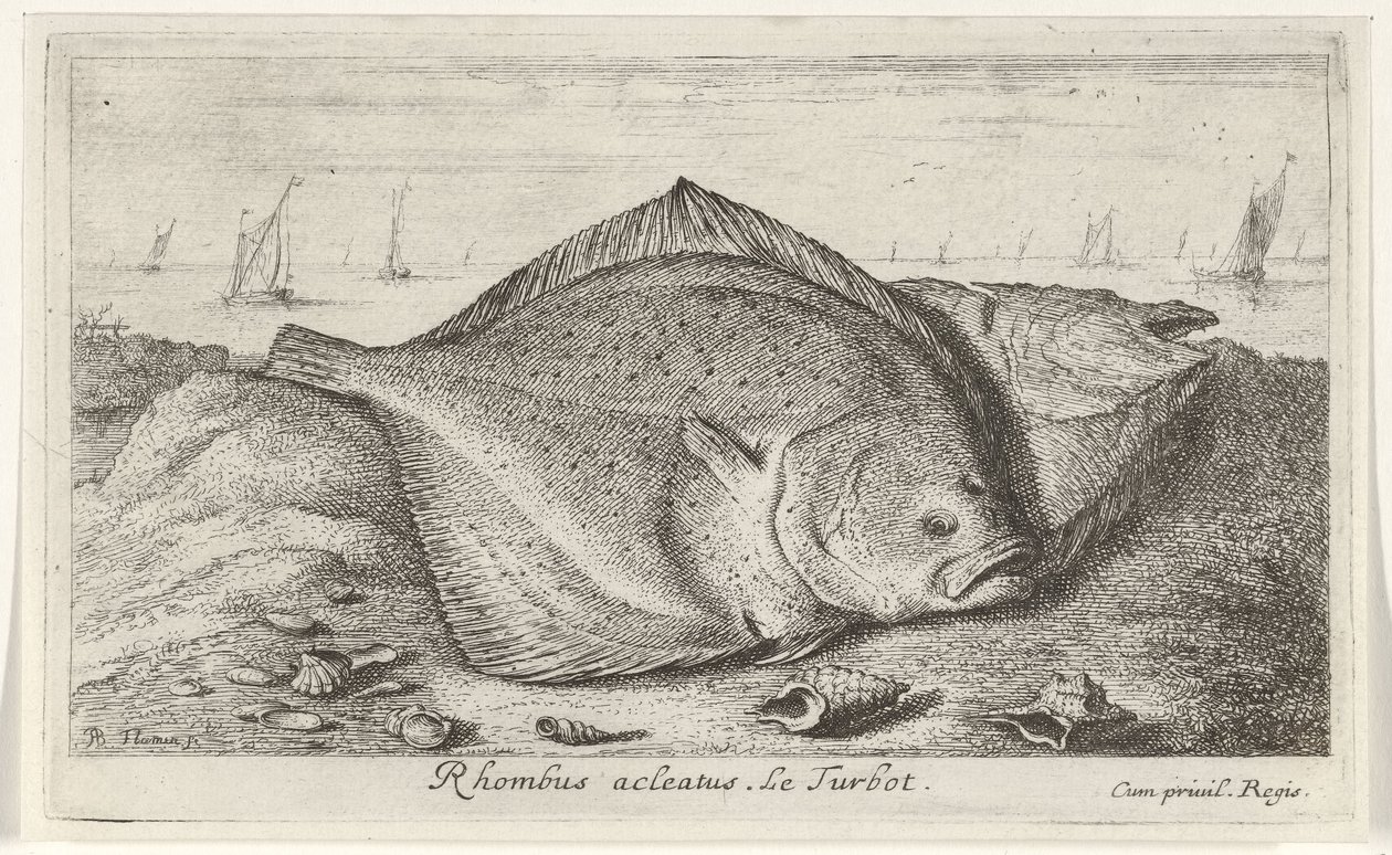 Két rombuszhal a parton Rhombus acleatus. Le Turbot. (cím a tárgyon) Halak és más tengeri élőlények – sósvízi harmadik sorozat (sorozat címe) Poissons de mer (sorozat címe) alkotó: Albert Flamen
