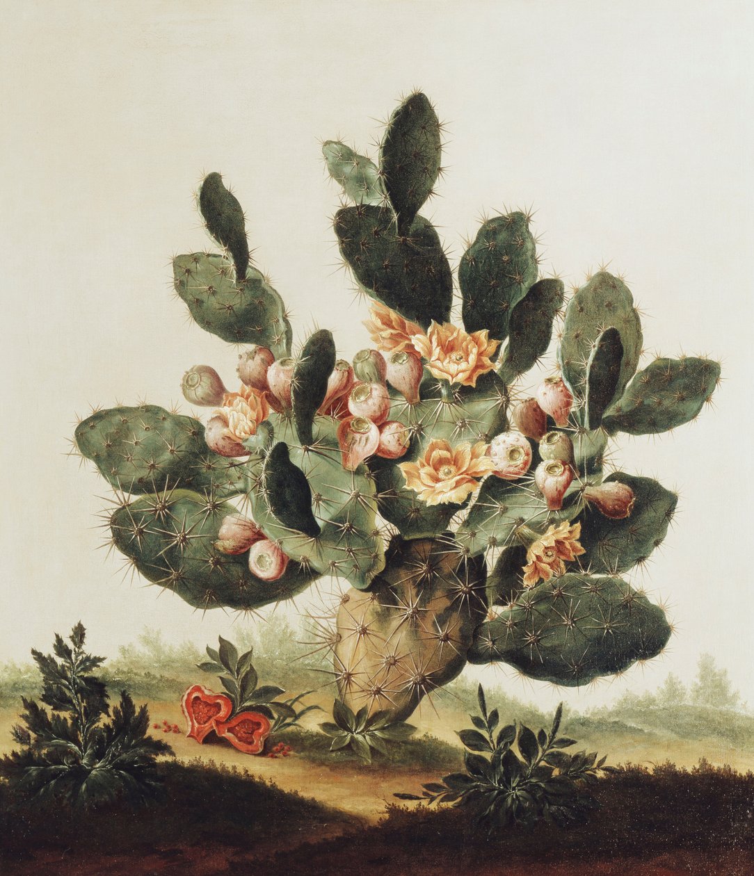 Egy kaktusz csendélete alkotó: Albert van der Eeckhout