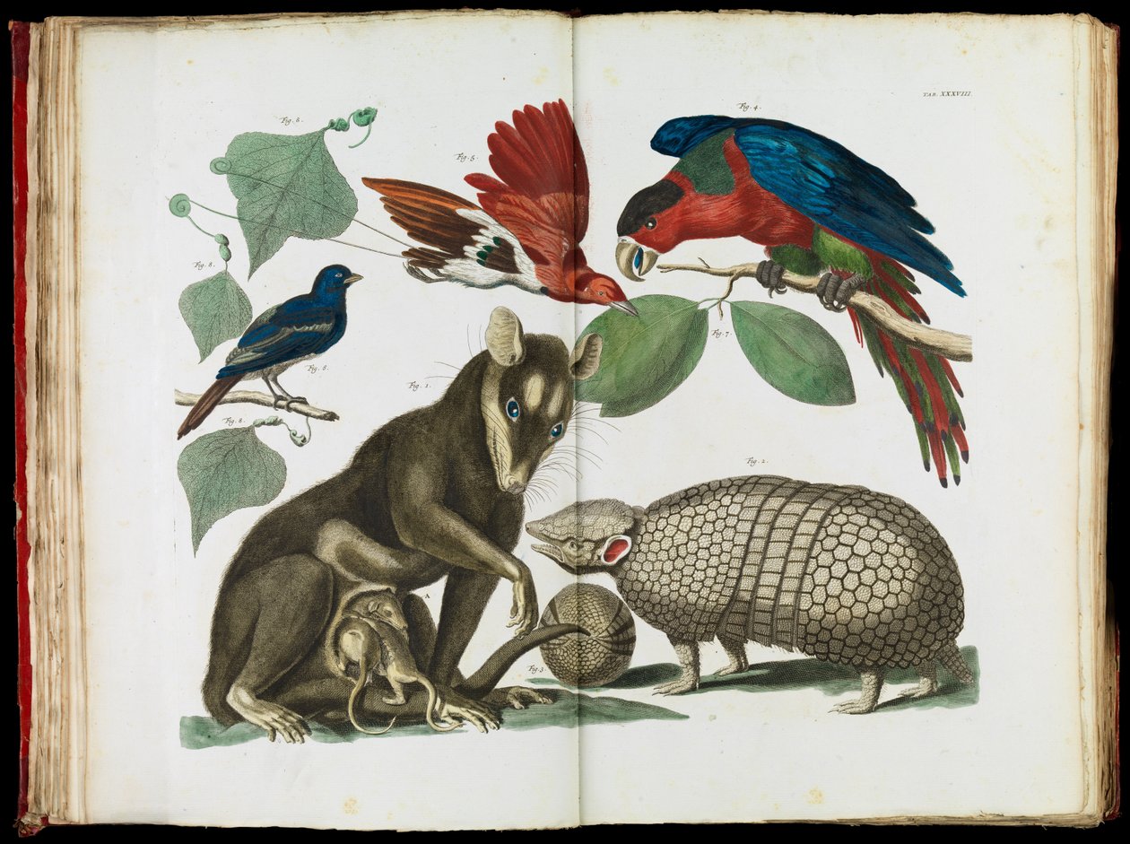 Molucca Opossum, Didelphis molucca és Armadillo, Tolypeutes matacus alkotó: Albertus Seba