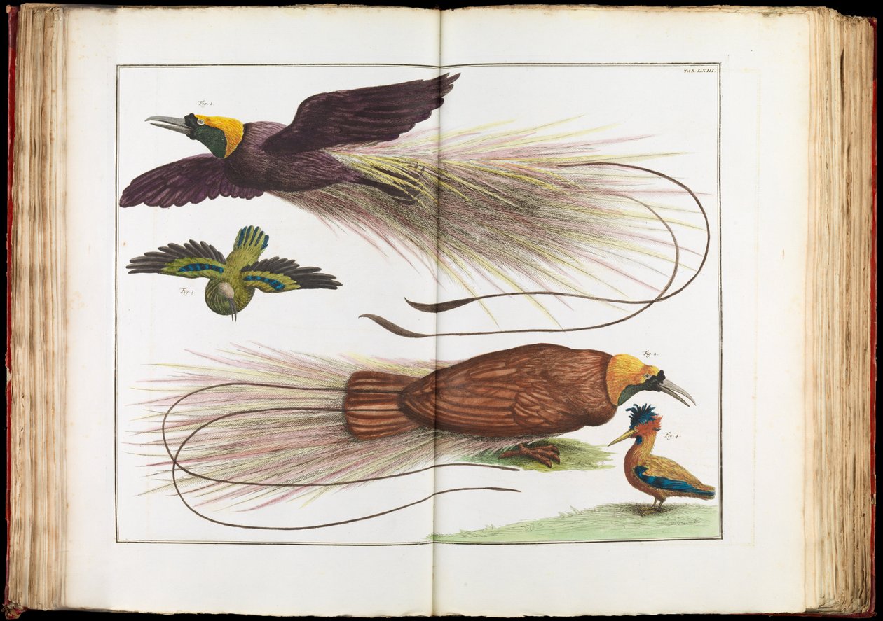Paradicsomi madarak, Paradisaeidae alkotó: Albertus Seba