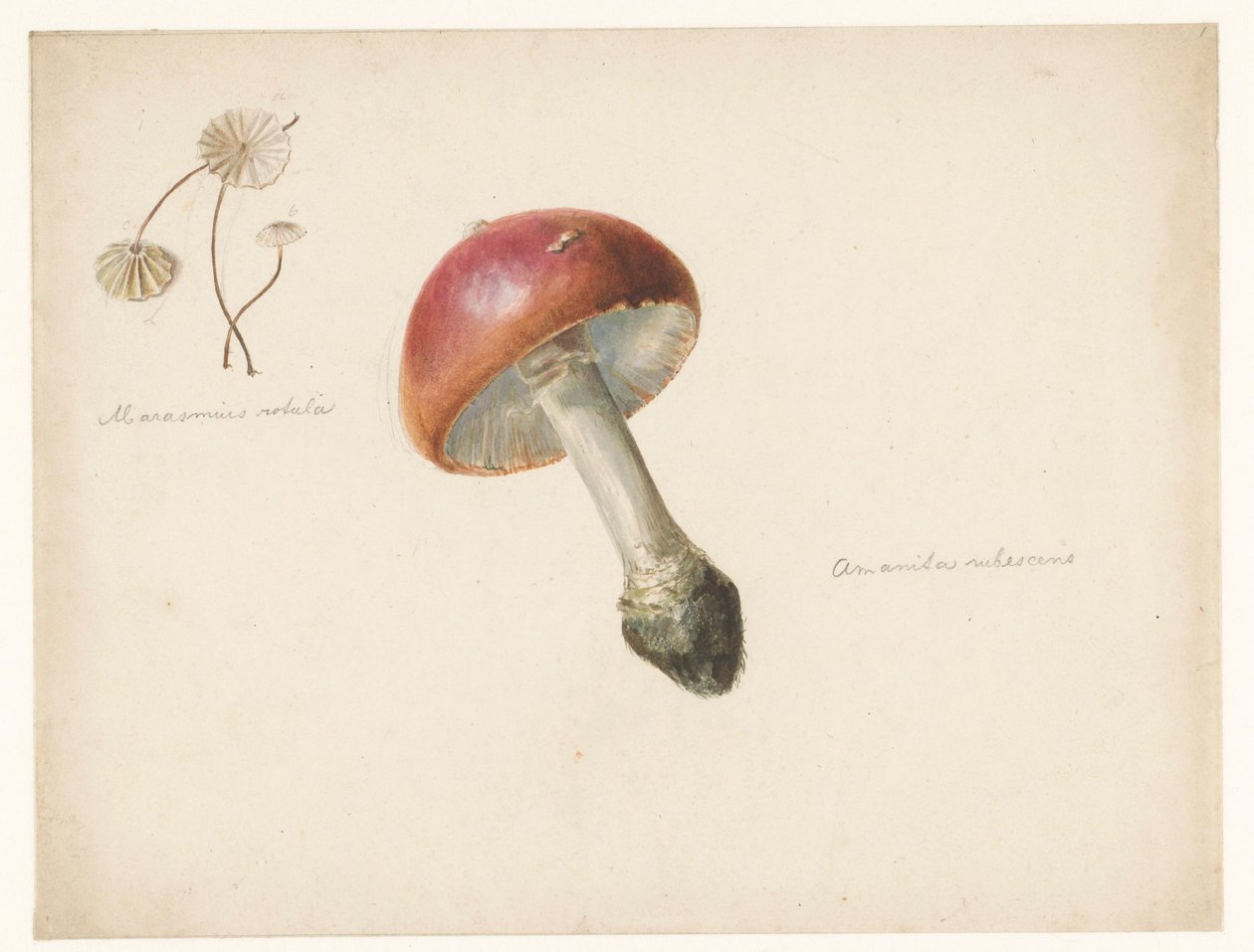 Tanulmányi lap gombával, Amanita Rubescens-szel és Marasmius Rotulával alkotó: Albertus Steenbergen