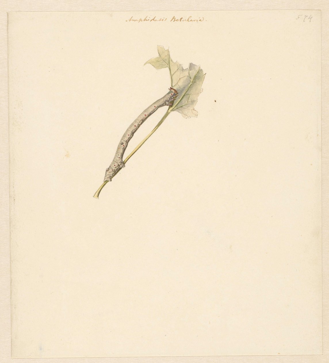 Studieblad met rups, Amphidiasis Betularia alkotó: Albertus Steenbergen