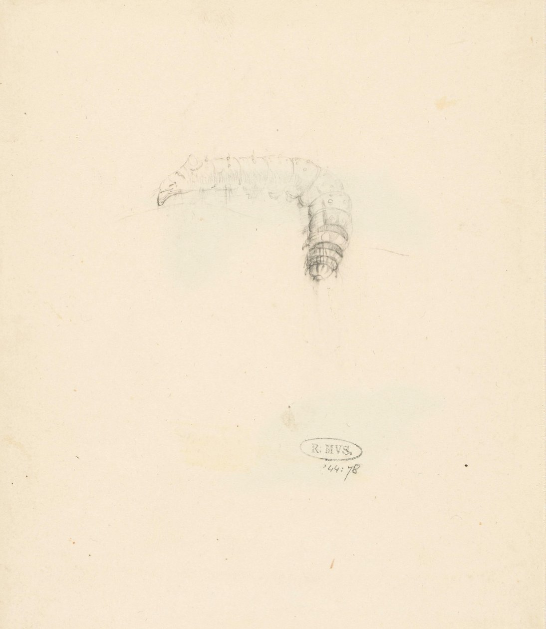 Studieblad met rups, Lasiocampa Quireifolia alkotó: Albertus Steenbergen