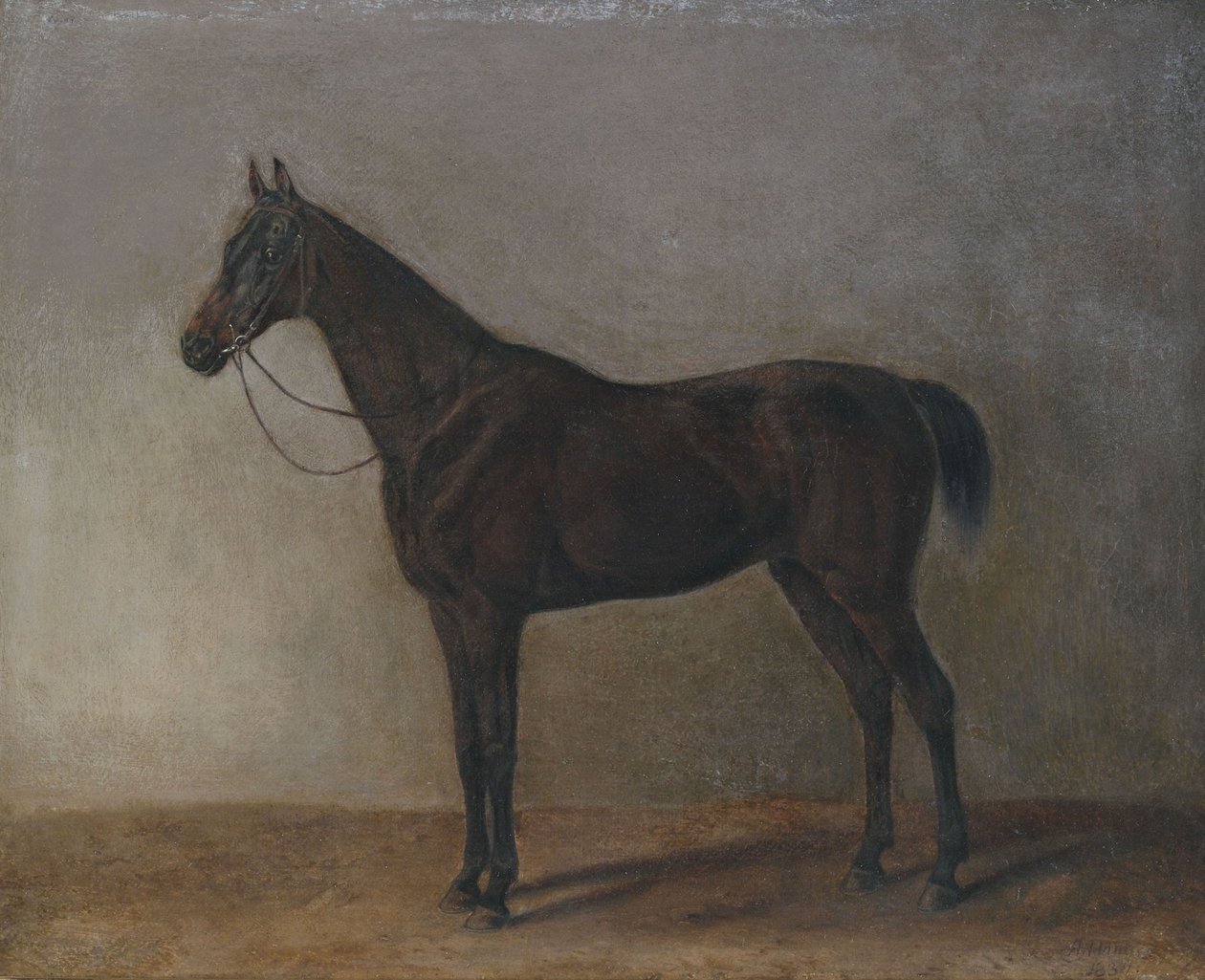 Barna gelding alkotó: Albrecht Adam