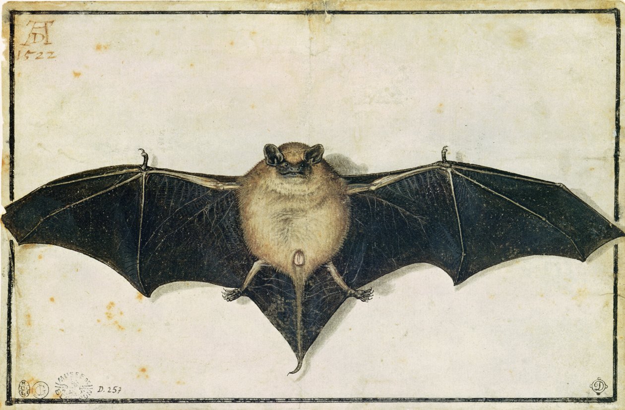 Denevér, 1522 alkotó: Albrecht Dürer