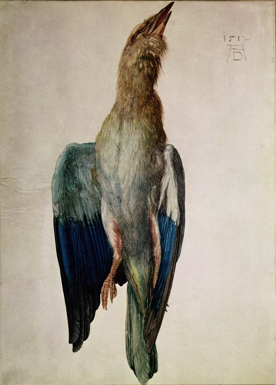 Blue Crow, 1512 (wc és gouache pergamen) alkotó: Albrecht Dürer