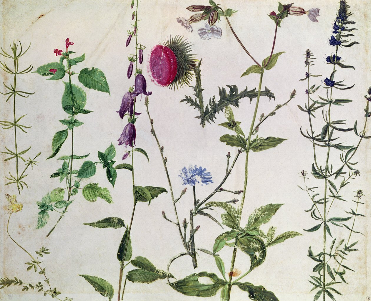 Nyolc tanulmány a vadon élő virágokról alkotó: Albrecht Dürer