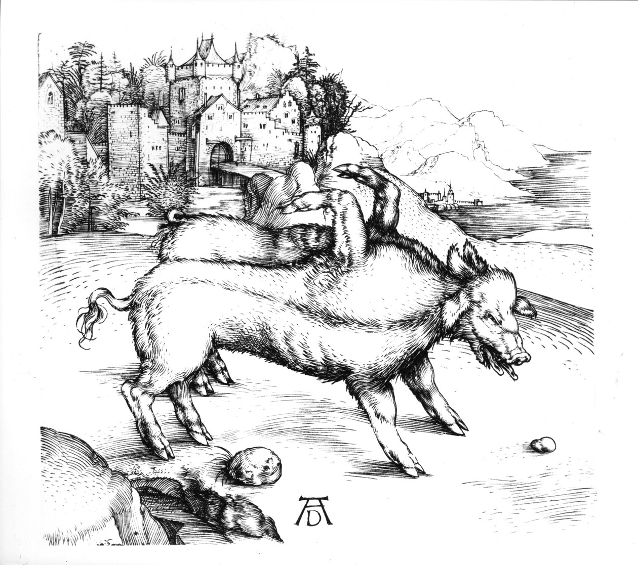 Szörnyű malac alkotó: Albrecht Dürer
